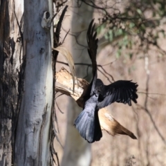 Corvus coronoides (Australian Raven) at Greenway, ACT - 3 Sep 2022 by RodDeb