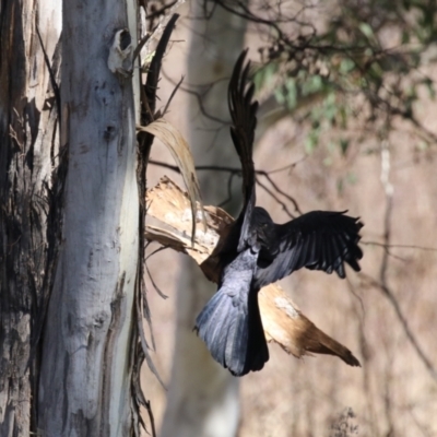 Corvus coronoides (Australian Raven) at Greenway, ACT - 3 Sep 2022 by RodDeb