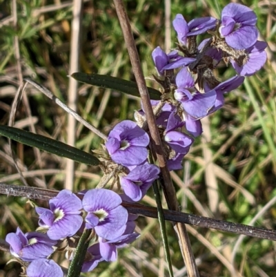 Hovea heterophylla (Common Hovea) at Hackett, ACT - 2 Sep 2022 by abread111