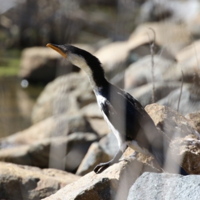 Microcarbo melanoleucos (Little Pied Cormorant) at Greenway, ACT - 3 Sep 2022 by RodDeb