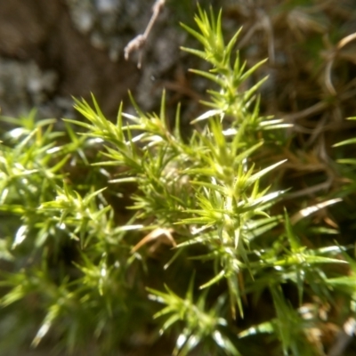 Stellaria pungens (Prickly Starwort) at Dairymans Plains, NSW - 3 Sep 2022 by mahargiani