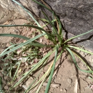 Bulbine glauca at Dairymans Plains, NSW - 3 Sep 2022 02:00 PM