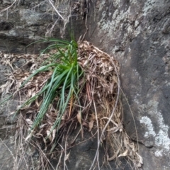 Bulbine glauca at Dairymans Plains, NSW - 3 Sep 2022