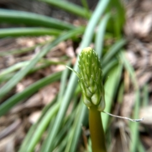 Bulbine glauca at Dairymans Plains, NSW - 3 Sep 2022 02:00 PM