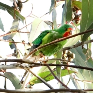 Lathamus discolor at Hughes, ACT - 3 Sep 2022