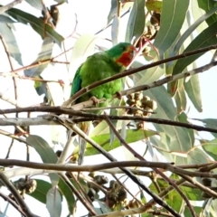 Lathamus discolor at Hughes, ACT - 3 Sep 2022