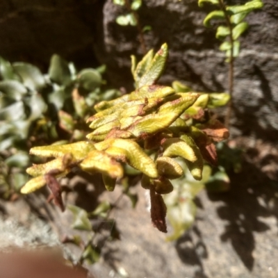 Pellaea calidirupium (Hot Rock Fern) at Murrumbucca, NSW - 3 Sep 2022 by mahargiani