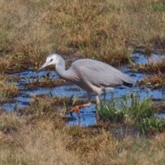 Egretta novaehollandiae (White-faced Heron) at Greenway, ACT - 3 Sep 2022 by RodDeb