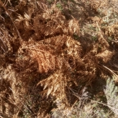 Pteridium esculentum (Bracken) at Dairymans Plains, NSW - 3 Sep 2022 by mahargiani