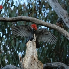 Callocephalon fimbriatum at Hughes, ACT - suppressed