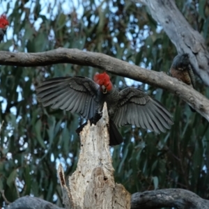 Callocephalon fimbriatum at Hughes, ACT - 3 Sep 2022