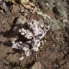 Olearia iodochroa at Dairymans Plains, NSW - 3 Sep 2022