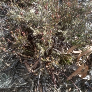 Brachyloma daphnoides at Dairymans Plains, NSW - 3 Sep 2022