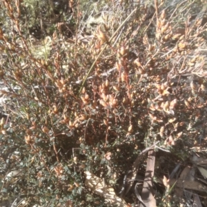 Brachyloma daphnoides at Dairymans Plains, NSW - 3 Sep 2022