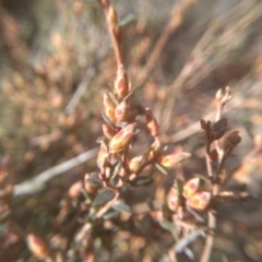 Brachyloma daphnoides at Dairymans Plains, NSW - 3 Sep 2022