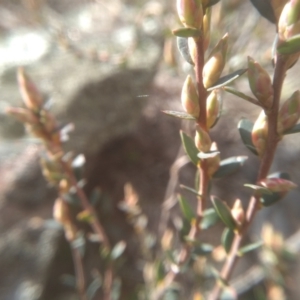 Brachyloma daphnoides at Dairymans Plains, NSW - 3 Sep 2022