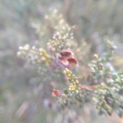 Mirbelia oxylobioides at Dairymans Plains, NSW - 3 Sep 2022 by mahargiani