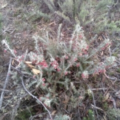 Grevillea lanigera (Woolly Grevillea) at Dairymans Plains, NSW - 3 Sep 2022 by mahargiani