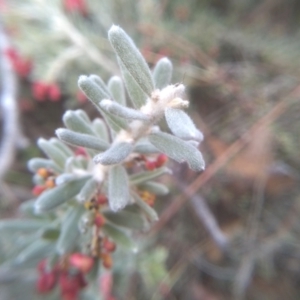 Grevillea lanigera at Dairymans Plains, NSW - 3 Sep 2022