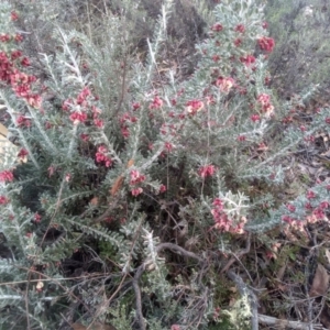 Grevillea lanigera at Dairymans Plains, NSW - 3 Sep 2022