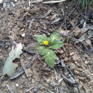 Cymbonotus sp. (preissianus or lawsonianus) at Dairymans Plains, NSW - 3 Sep 2022 02:56 PM