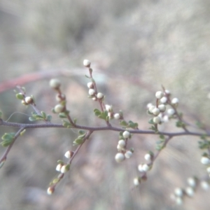 Cryptandra amara at Dairymans Plains, NSW - 3 Sep 2022