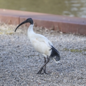 Threskiornis molucca at Belconnen, ACT - 3 Sep 2022