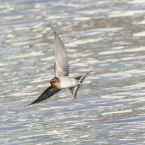 Hirundo neoxena at Belconnen, ACT - 3 Sep 2022