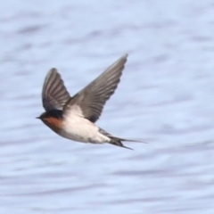 Hirundo neoxena at Belconnen, ACT - 3 Sep 2022 10:05 AM