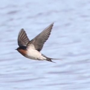 Hirundo neoxena at Belconnen, ACT - 3 Sep 2022