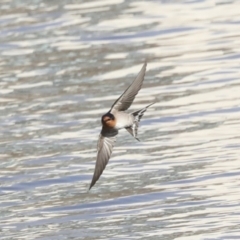 Hirundo neoxena at Belconnen, ACT - 3 Sep 2022