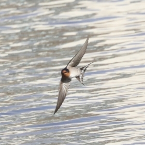 Hirundo neoxena at Belconnen, ACT - 3 Sep 2022 10:05 AM