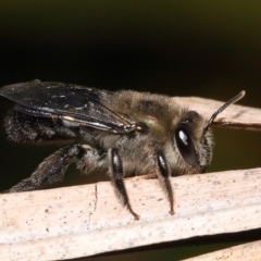 Unidentified Bee (Hymenoptera, Apiformes) by TimL