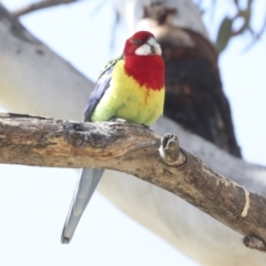 Platycercus eximius at Belconnen, ACT - 3 Sep 2022