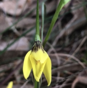 Diuris chryseopsis at Hall, ACT - suppressed