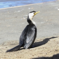 Microcarbo melanoleucos (Little Pied Cormorant) at Belconnen, ACT - 3 Sep 2022 by AlisonMilton