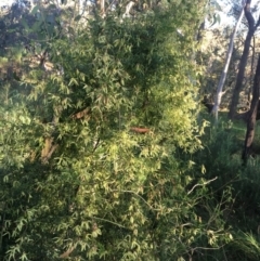 Clematis leptophylla (Small-leaf Clematis, Old Man's Beard) at Hall, ACT - 31 Aug 2022 by strigo