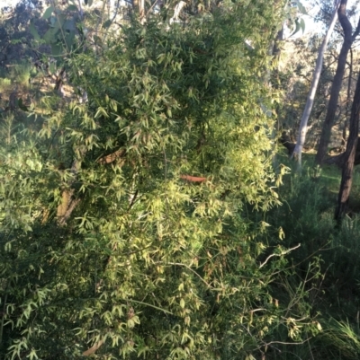 Clematis leptophylla (Small-leaf Clematis, Old Man's Beard) at Hall, ACT - 31 Aug 2022 by strigo