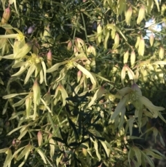 Clematis leptophylla at Hall, ACT - 31 Aug 2022