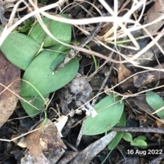 Eriochilus cucullatus (Parson's Bands) at Hall, ACT - 16 Aug 2022 by strigo