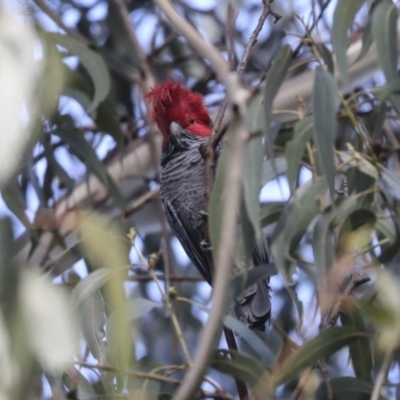 Callocephalon fimbriatum (Gang-gang Cockatoo) at Belconnen, ACT - 3 Sep 2022 by AlisonMilton