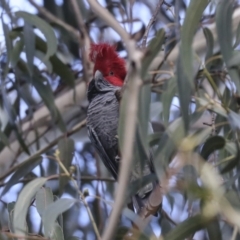 Callocephalon fimbriatum at Belconnen, ACT - 3 Sep 2022