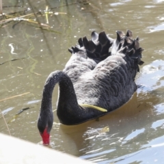 Cygnus atratus (Black Swan) at Belconnen, ACT - 3 Sep 2022 by AlisonMilton