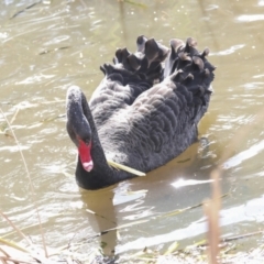 Cygnus atratus at Belconnen, ACT - 3 Sep 2022