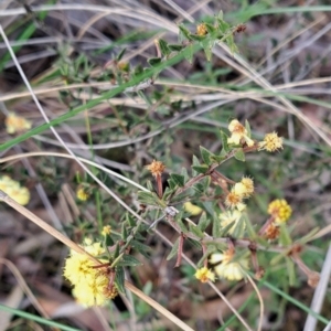 Acacia gunnii at Hackett, ACT - 2 Sep 2022