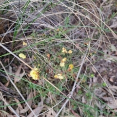 Acacia gunnii at Hackett, ACT - 2 Sep 2022