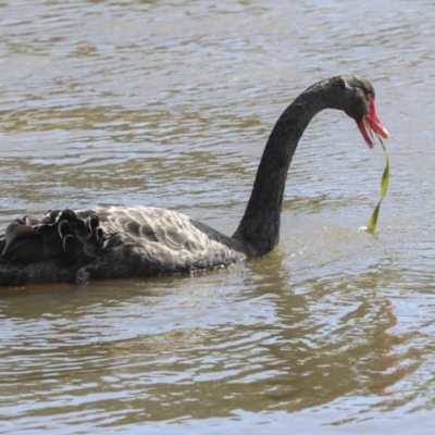 Cygnus atratus (Black Swan) at Belconnen, ACT - 3 Sep 2022 by AlisonMilton