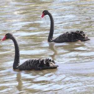 Cygnus atratus at Belconnen, ACT - 3 Sep 2022