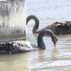 Cygnus atratus at Belconnen, ACT - 3 Sep 2022