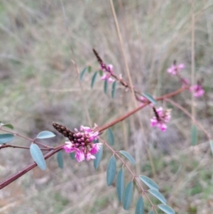 Indigofera australis subsp. australis at Hackett, ACT - 2 Sep 2022